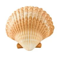 Shell: Gas Prices, Empty Shells, and What the Hell Else?